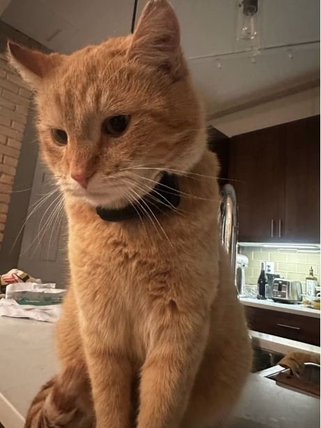 Cat wearing PetVision360