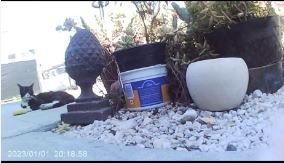 Dog using PetVision360 camera