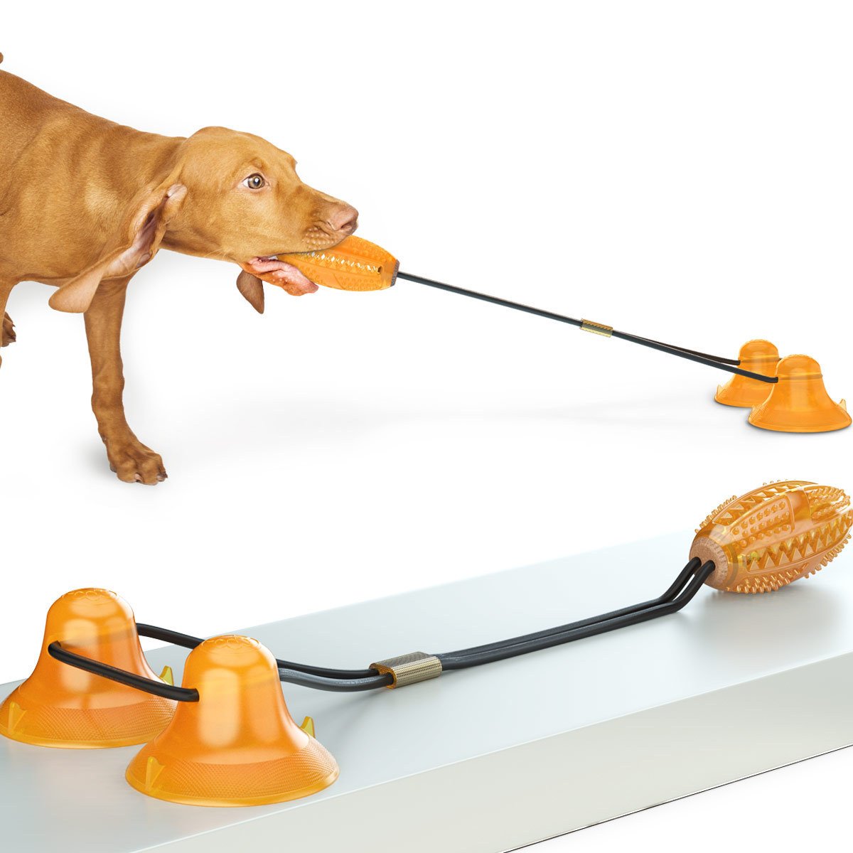 Dog playing with TugBuddy suction toy